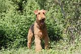 AIREDALE TERRIER 037